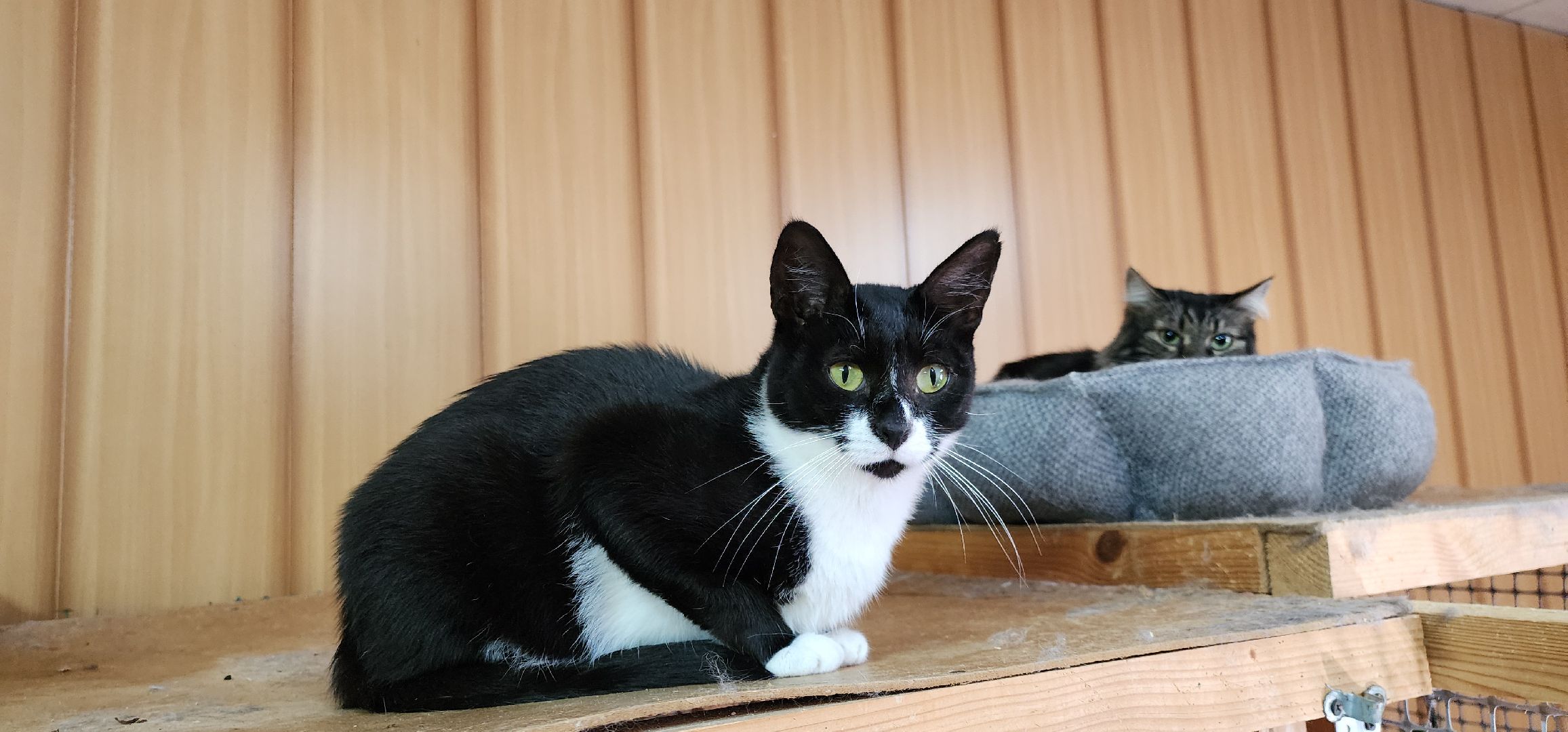 Химки,  бездомные животные, Кошки, Благотворительность, Волонтеры ,