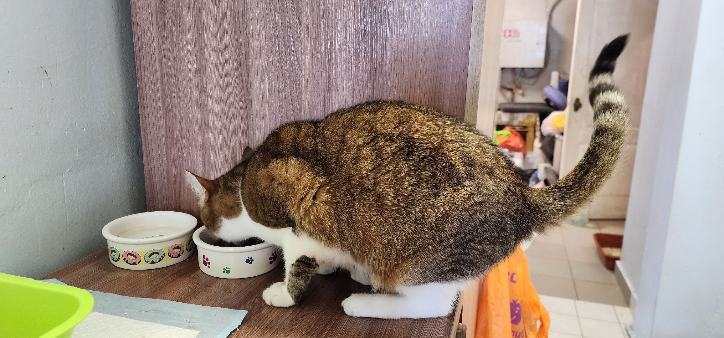 Химки,  бездомные животные, Кошки, Благотворительность, Волонтеры ,