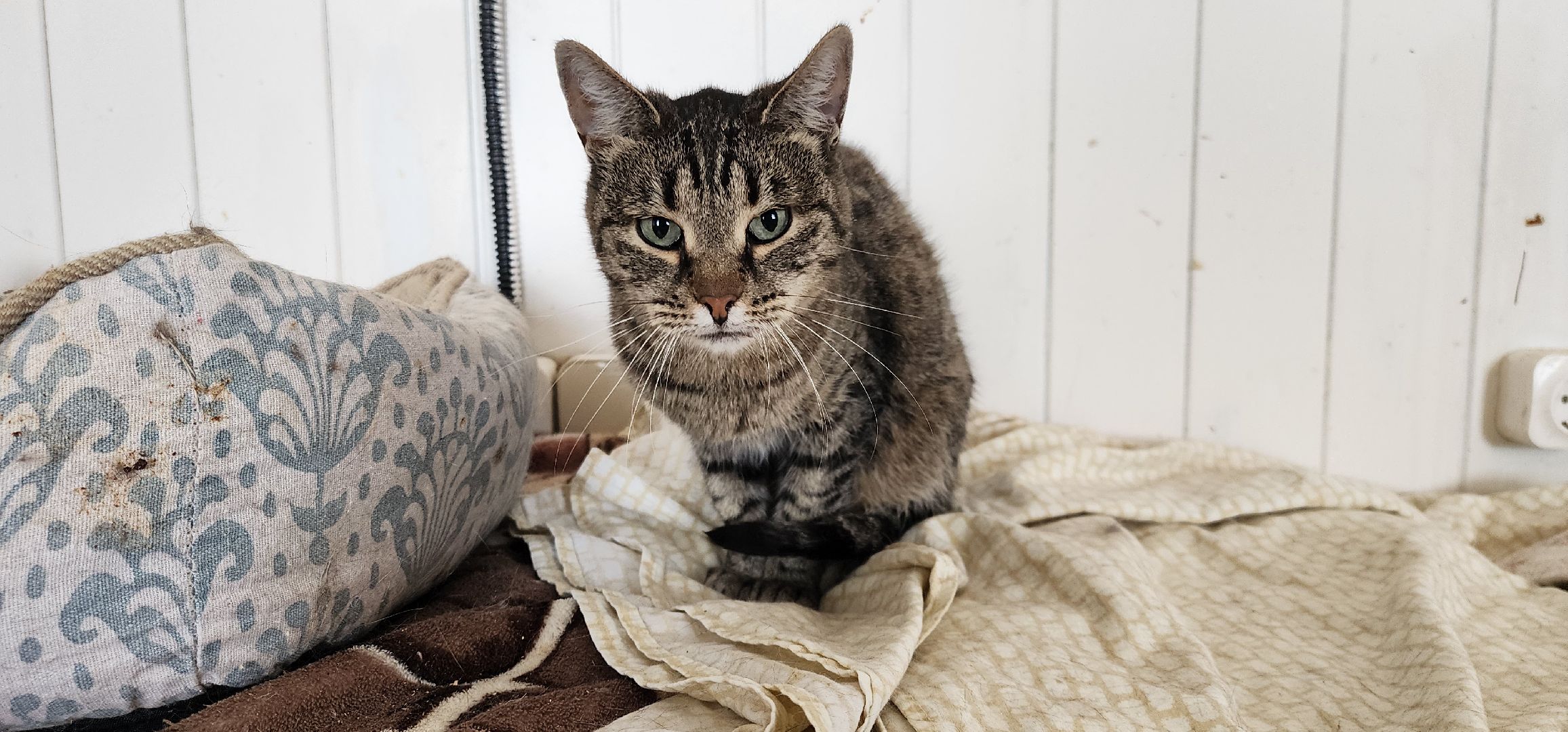 Химки,  бездомные животные, Кошки, Благотворительность, Волонтеры ,