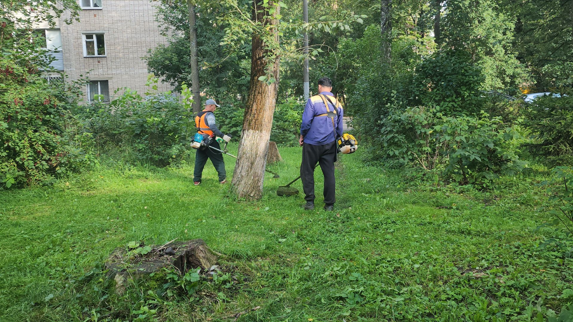 вертикалки, пушкино, благоустройство, покос травы, уборка мусора, обрезка кустарника,дворы,уход за растениями,