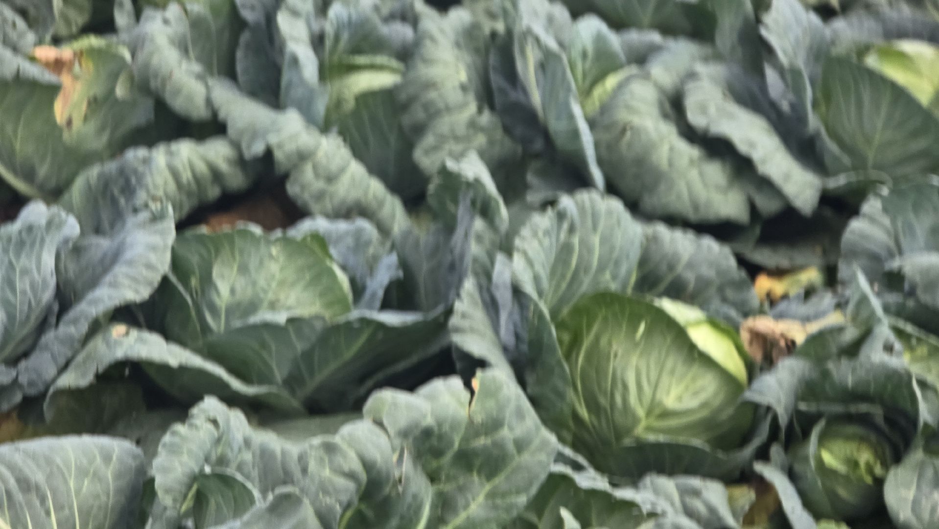 Коломна, Озеры, уборка урожая, агрохолдинг,