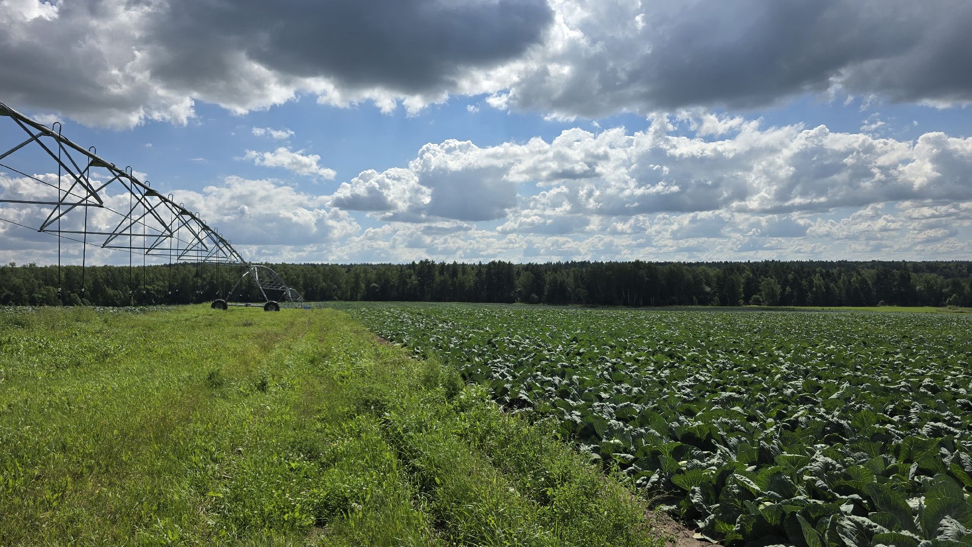 Коломна, Озеры, уборка урожая, агрохолдинг,