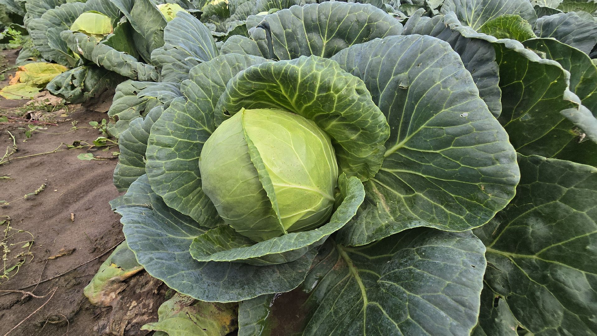 Коломна, Озеры, уборка урожая, агрохолдинг,