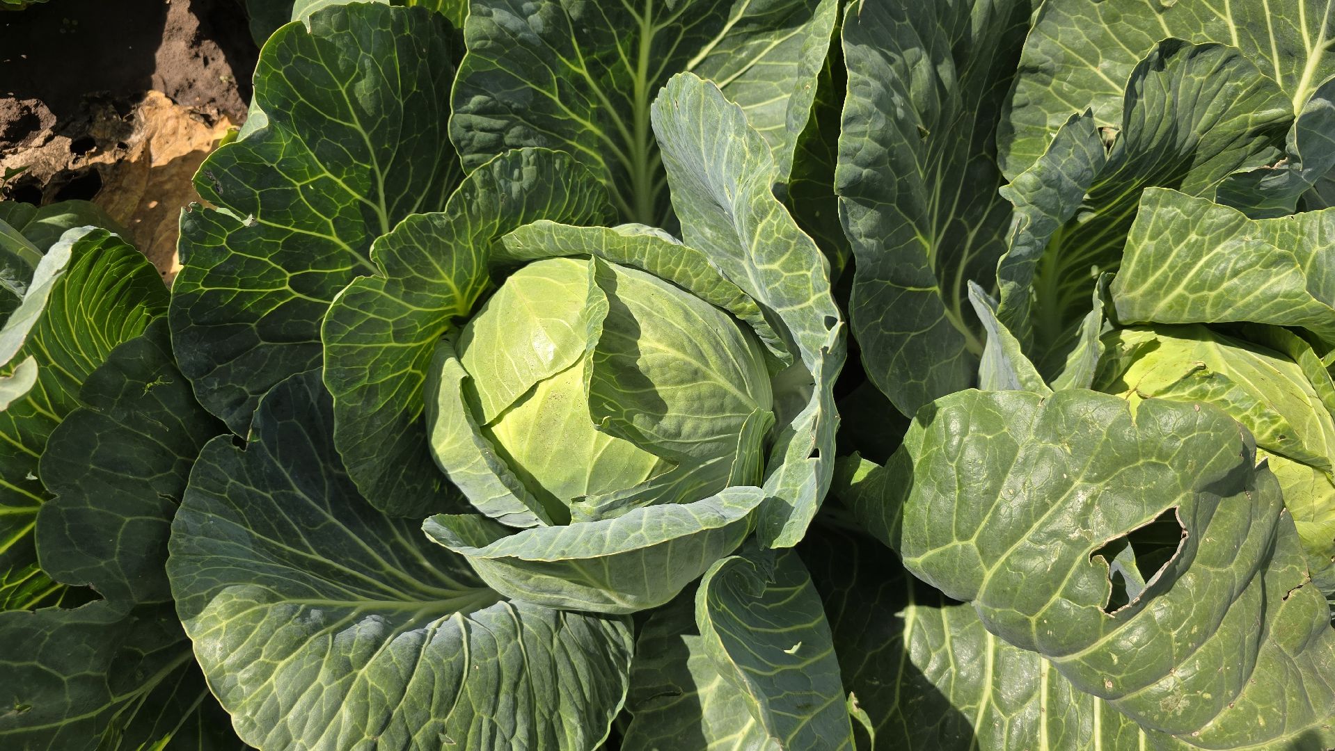 Коломна, Озеры, уборка урожая, агрохолдинг,