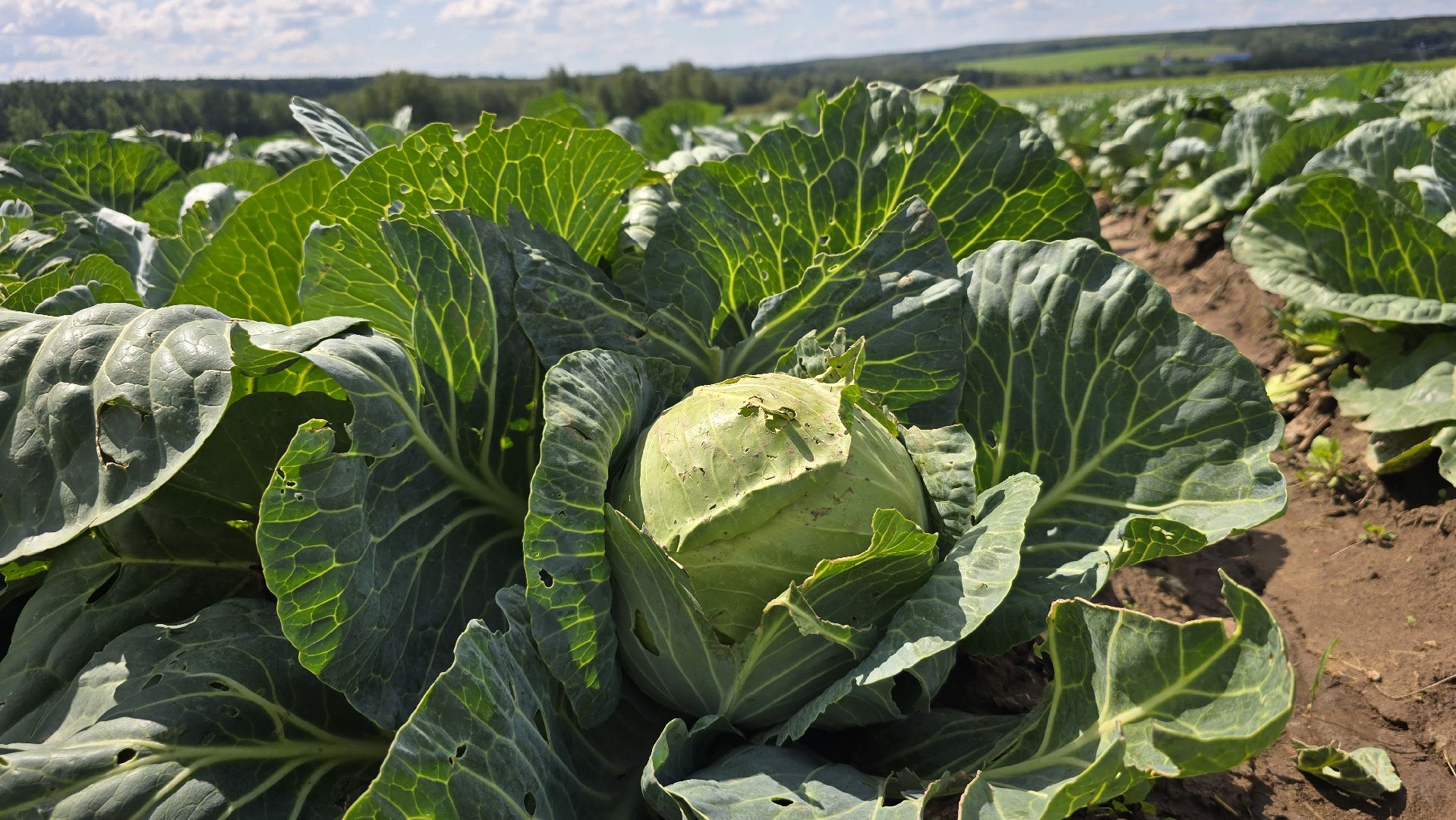 Коломна, Озеры, уборка урожая, агрохолдинг,