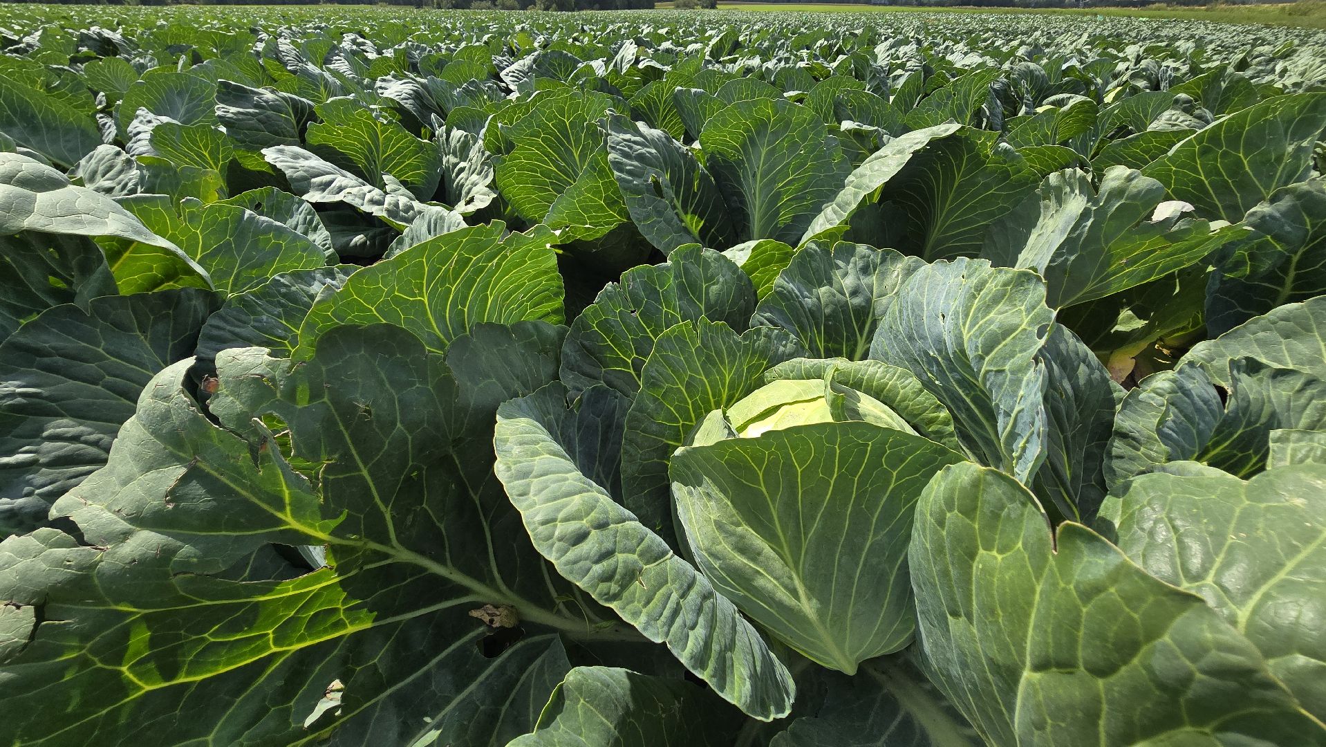 Коломна, Озеры, уборка урожая, агрохолдинг,