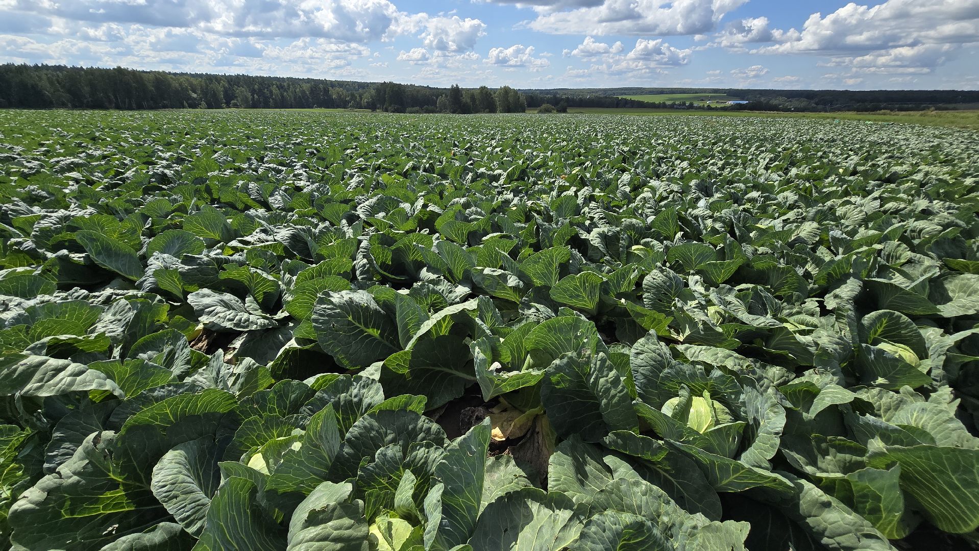 Коломна, Озеры, уборка урожая, агрохолдинг,