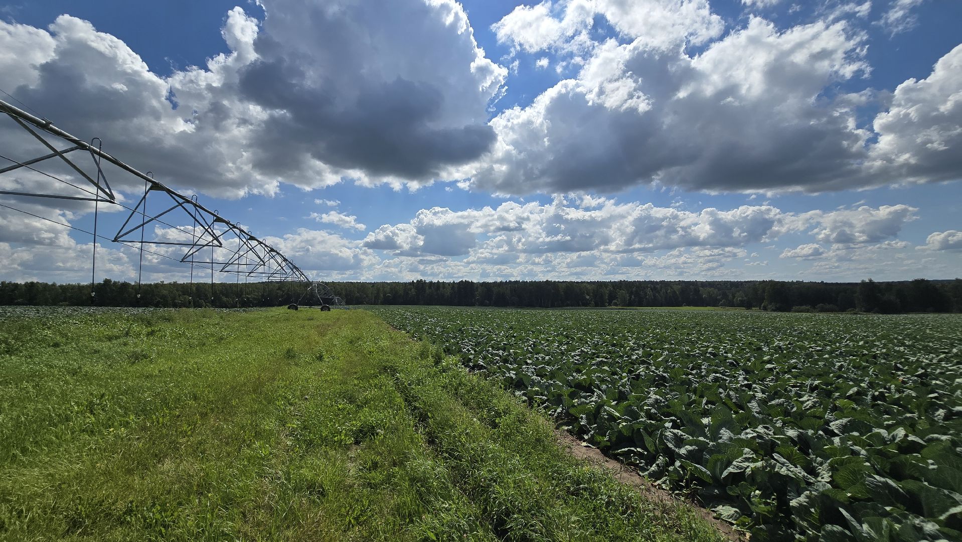 Коломна, Озеры, уборка урожая, агрохолдинг,