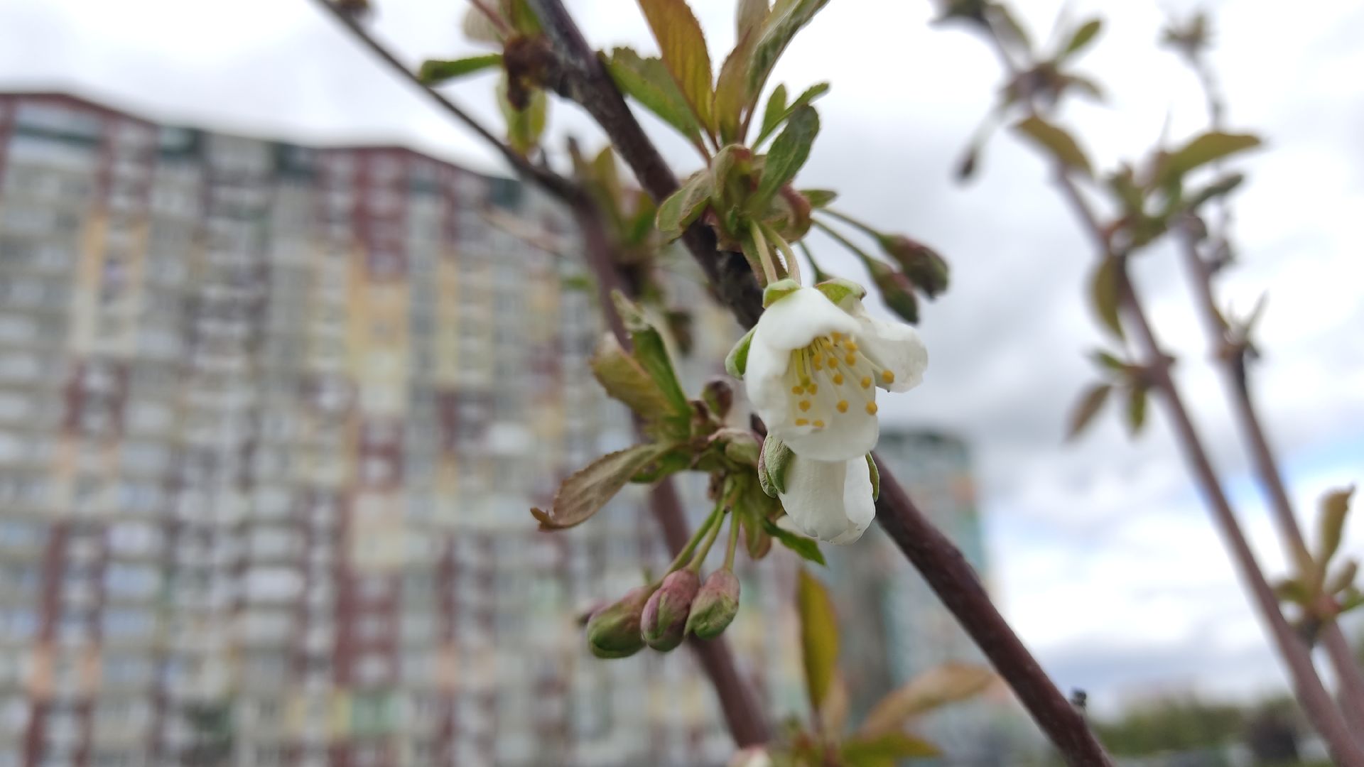 Лобня, культура, песня