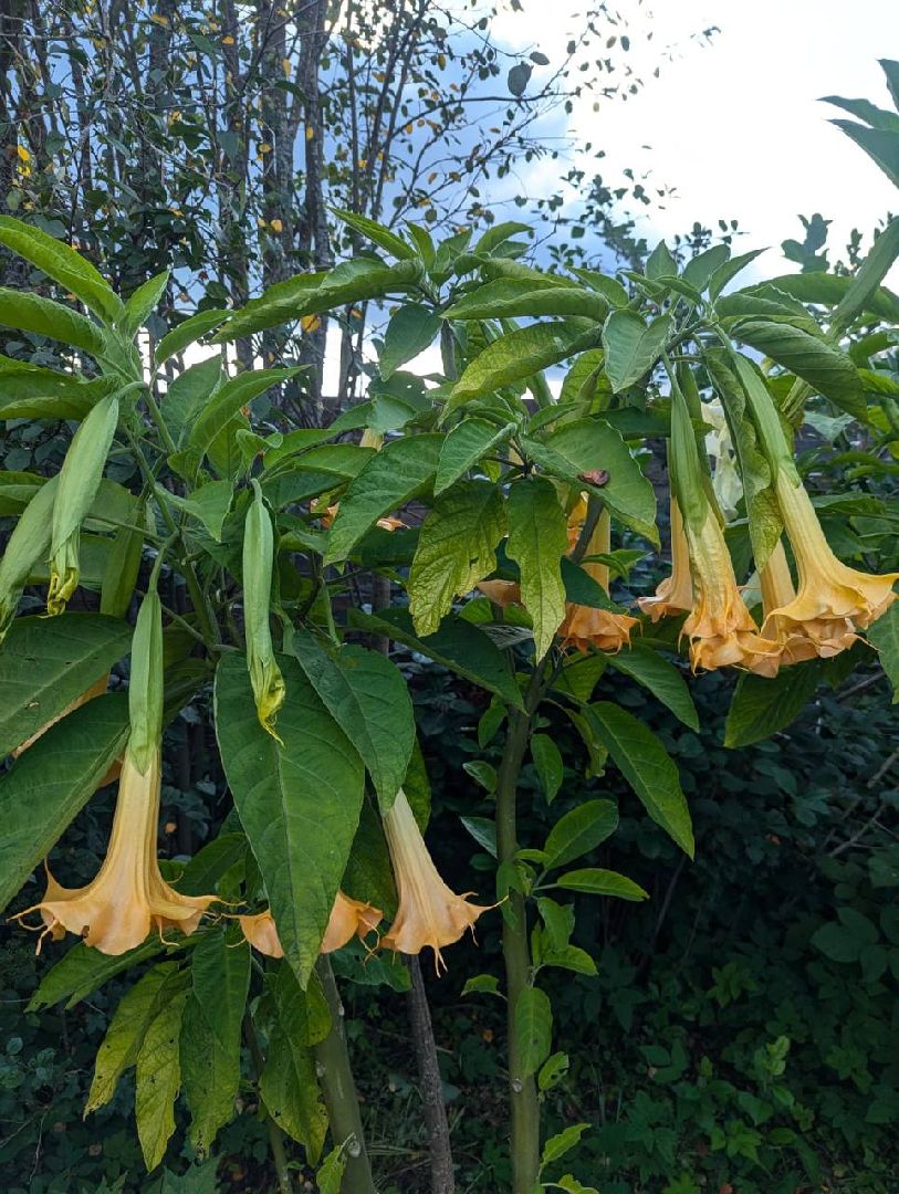 сергиев посад, сергиево-посадский городской округ, мёд, малазийские пчелы , манука, полезная еда, хомяково, пасека, пасечник,