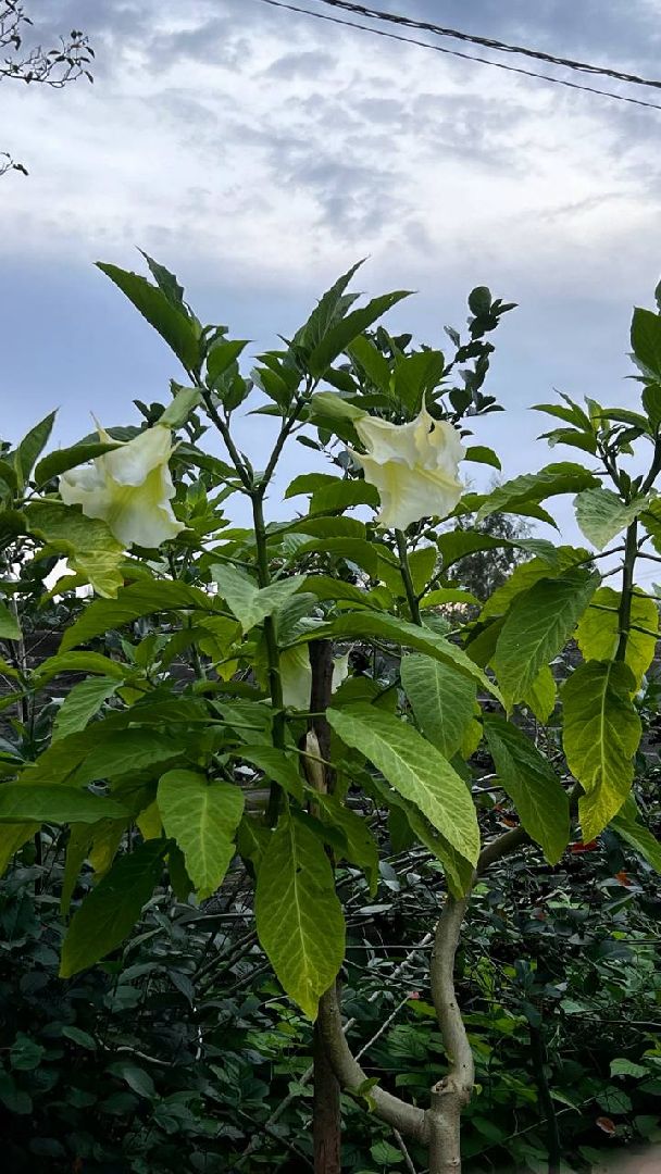 сергиев посад, сергиево-посадский городской округ, мёд, малазийские пчелы , манука, полезная еда, хомяково, пасека, пасечник,