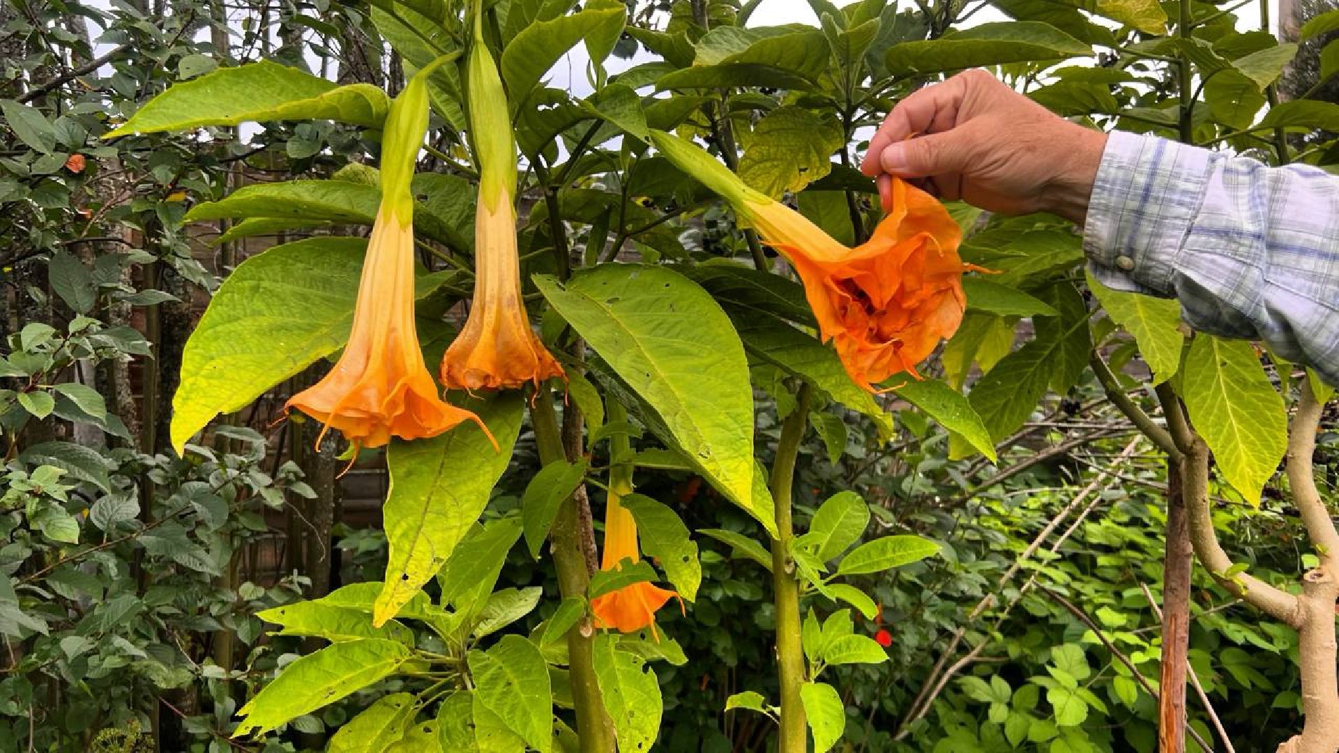 сергиев посад, сергиево-посадский городской округ, мёд, малазийские пчелы , манука, полезная еда, хомяково, пасека, пасечник,