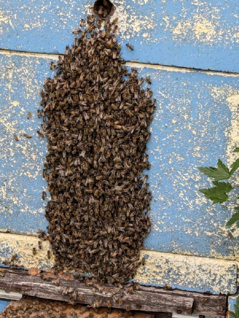 сергиев посад, сергиево-посадский городской округ, мёд, малазийские пчелы , манука, полезная еда, хомяково, пасека, пасечник,