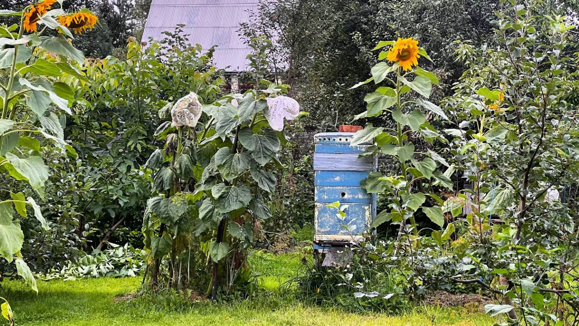 сергиев посад, сергиево-посадский городской округ, мёд, малазийские пчелы , манука, полезная еда, хомяково, пасека, пасечник,
