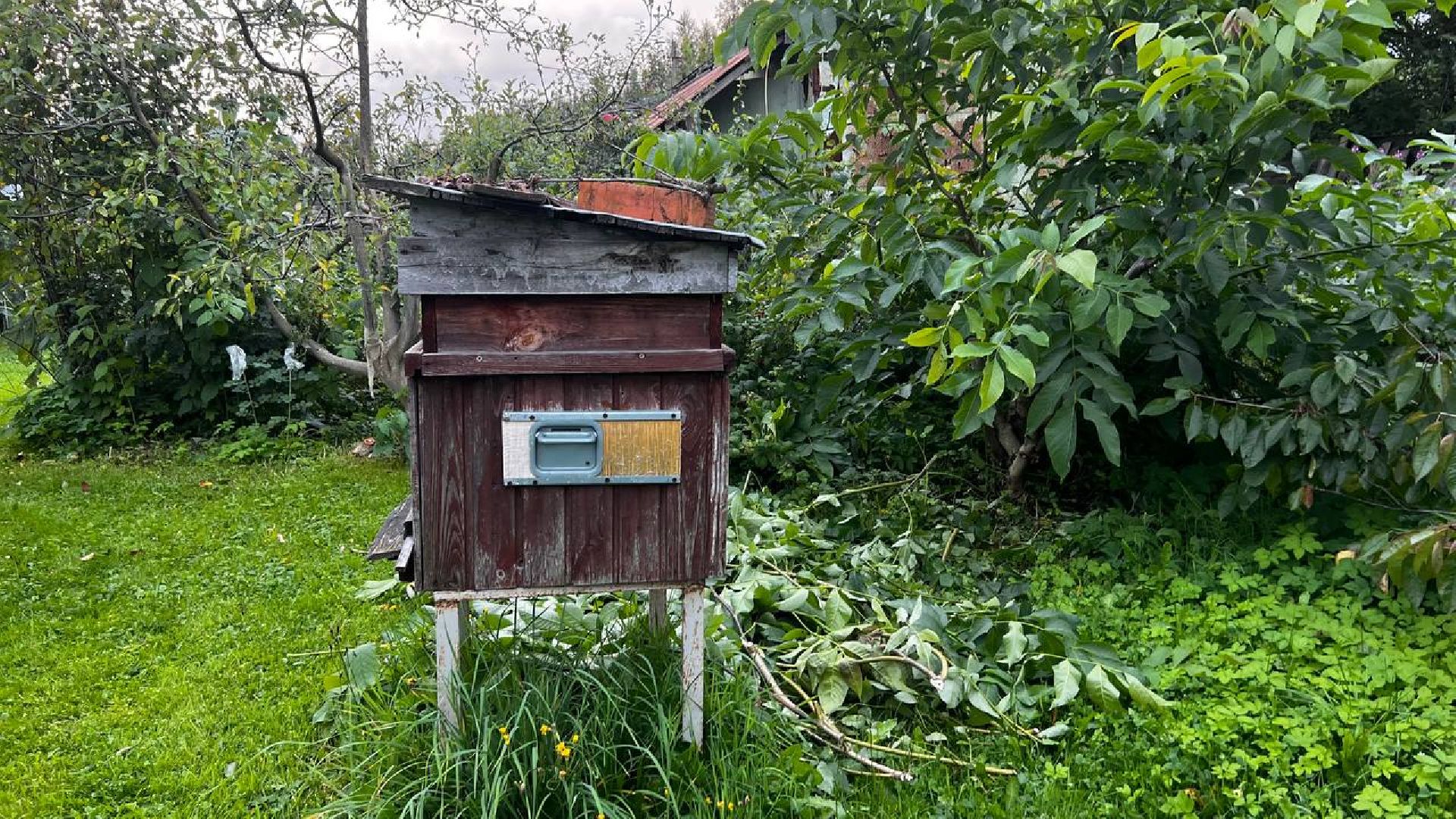 сергиев посад, сергиево-посадский городской округ, мёд, малазийские пчелы , манука, полезная еда, хомяково, пасека, пасечник,
