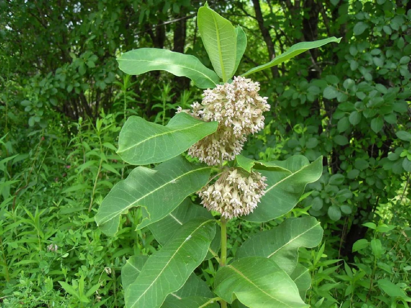 сергиев посад, сергиево-посадский городской округ, мёд, малазийские пчелы , манука, полезная еда, хомяково, пасека, пасечник,