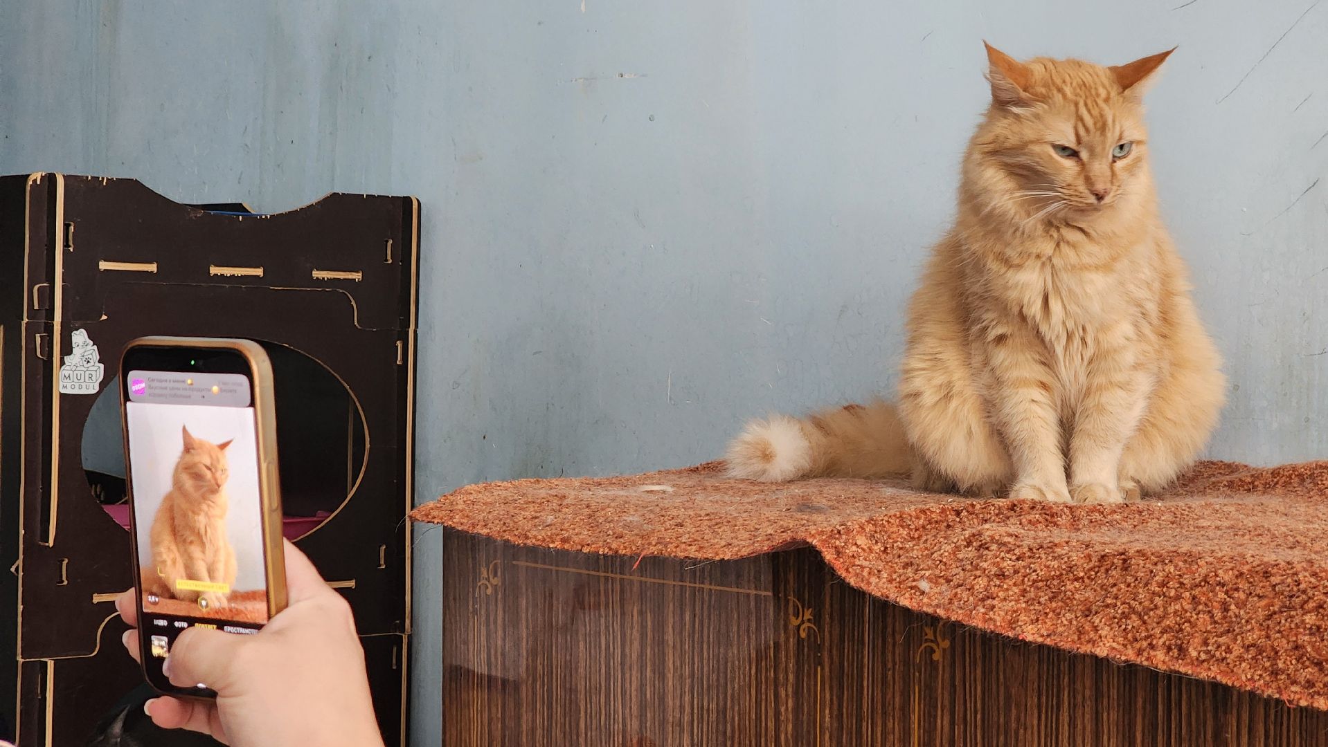 котобус, волонтеры, кошачий приют,