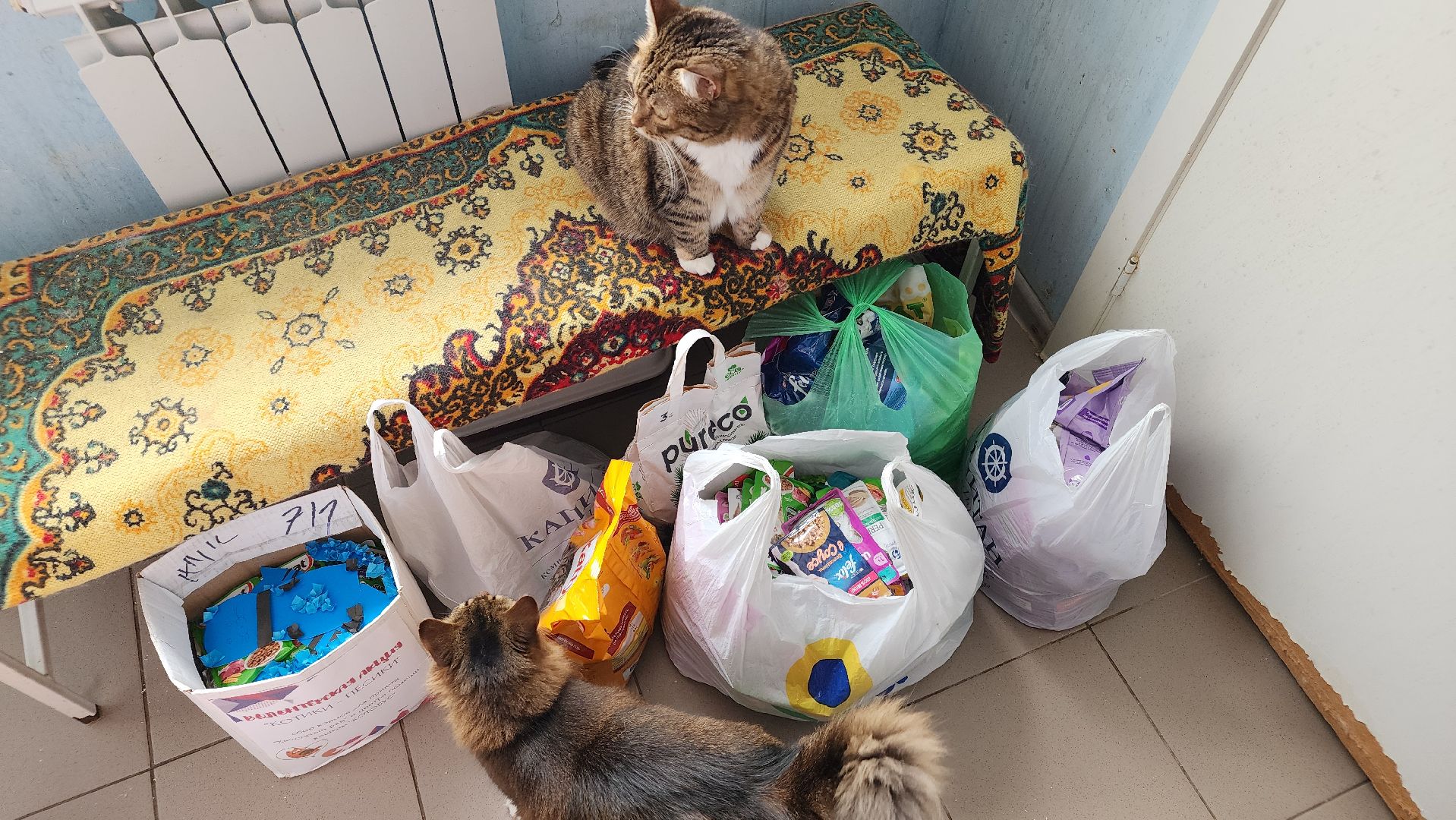 котобус, волонтеры, кошачий приют,