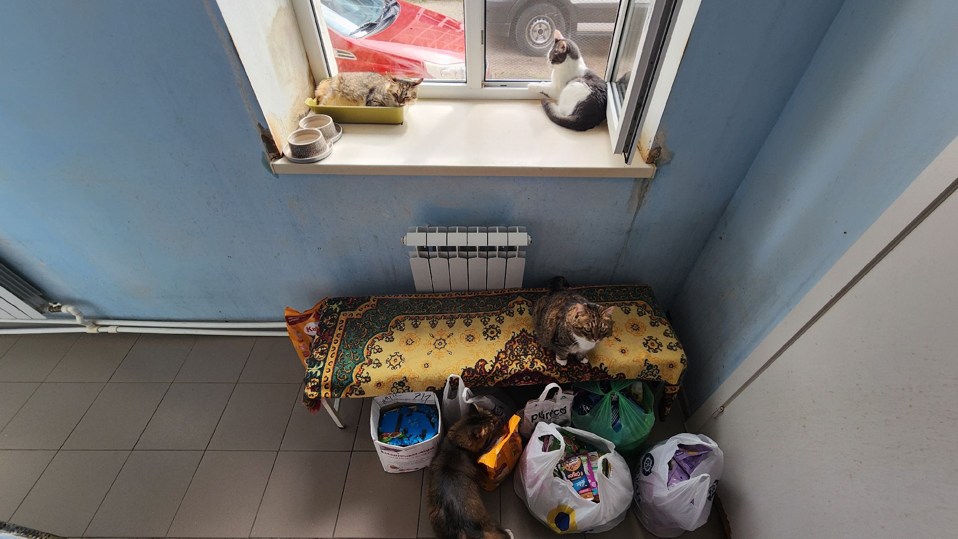 котобус, волонтеры, кошачий приют,