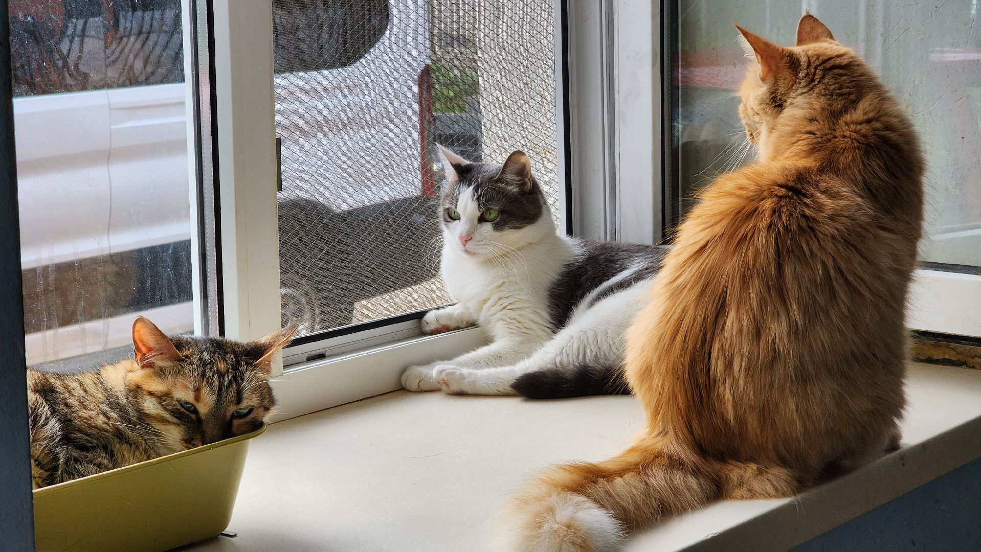 котобус, волонтеры, кошачий приют,