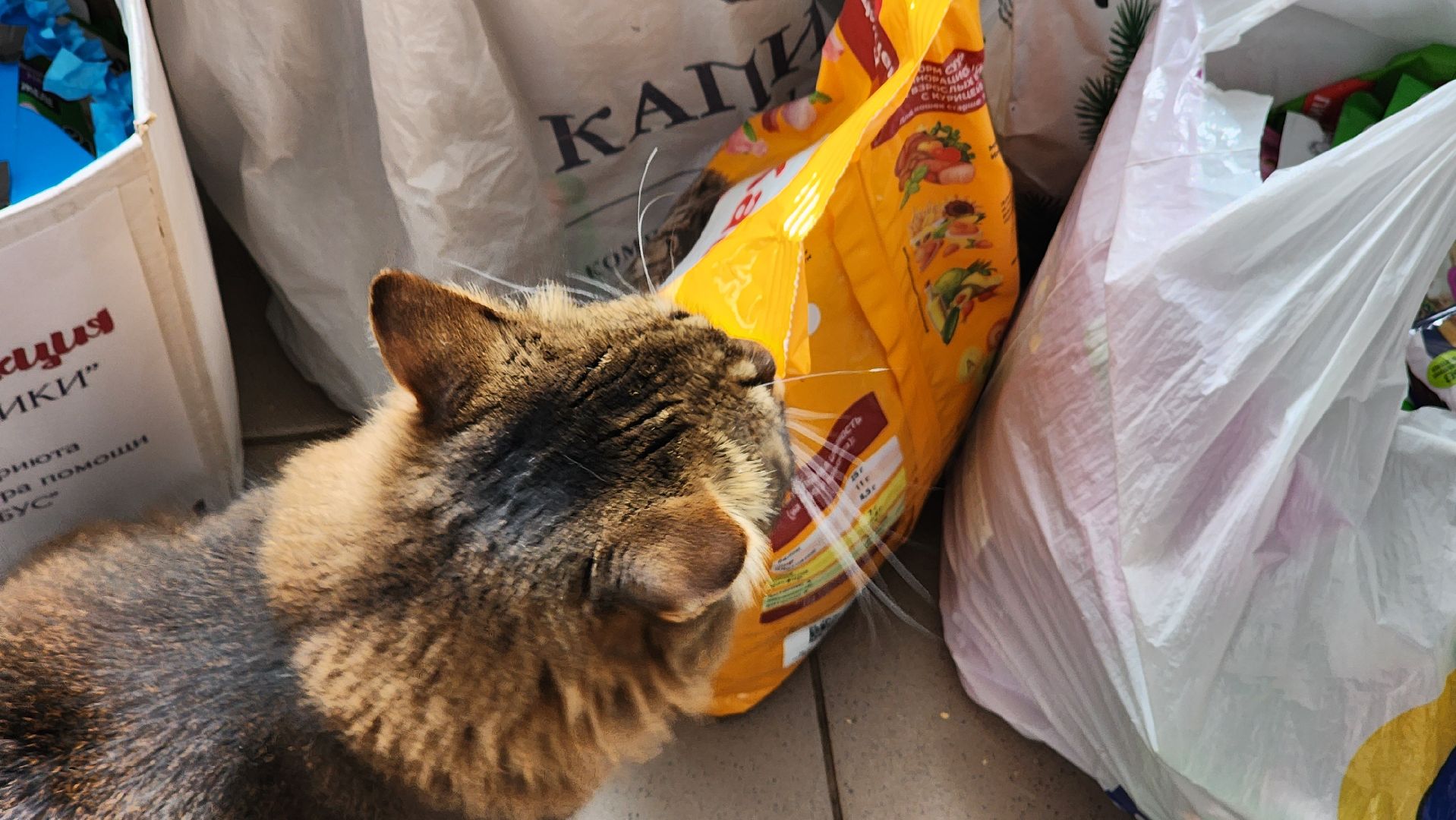 котобус, волонтеры, кошачий приют,