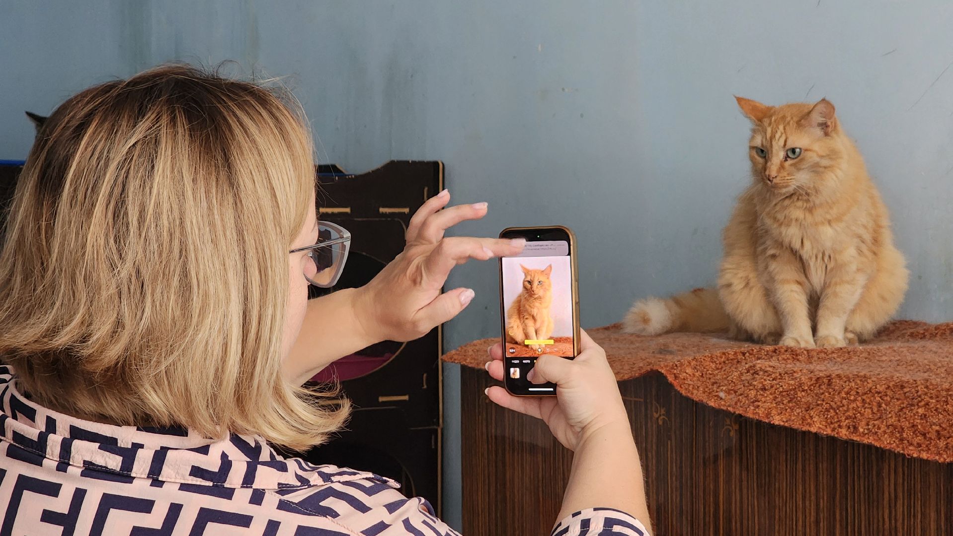 котобус, волонтеры, кошачий приют,