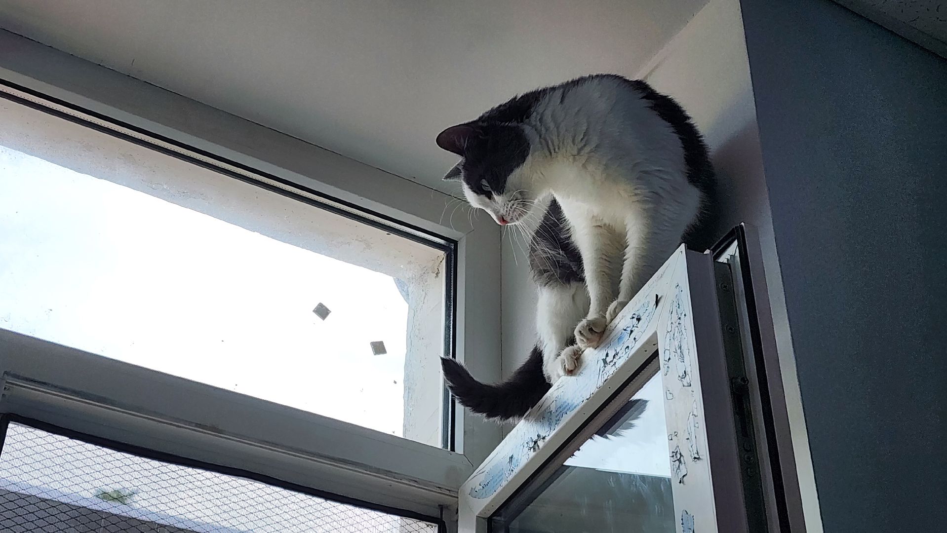 котобус, волонтеры, кошачий приют,