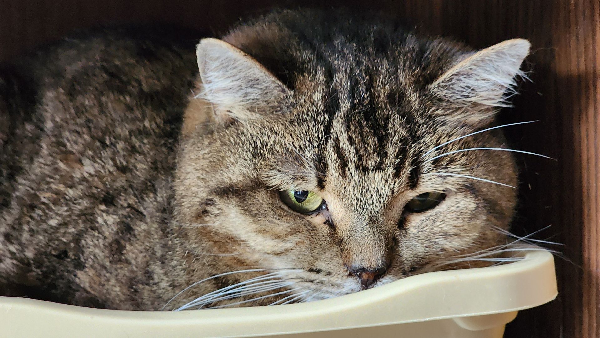 котобус, волонтеры, кошачий приют,