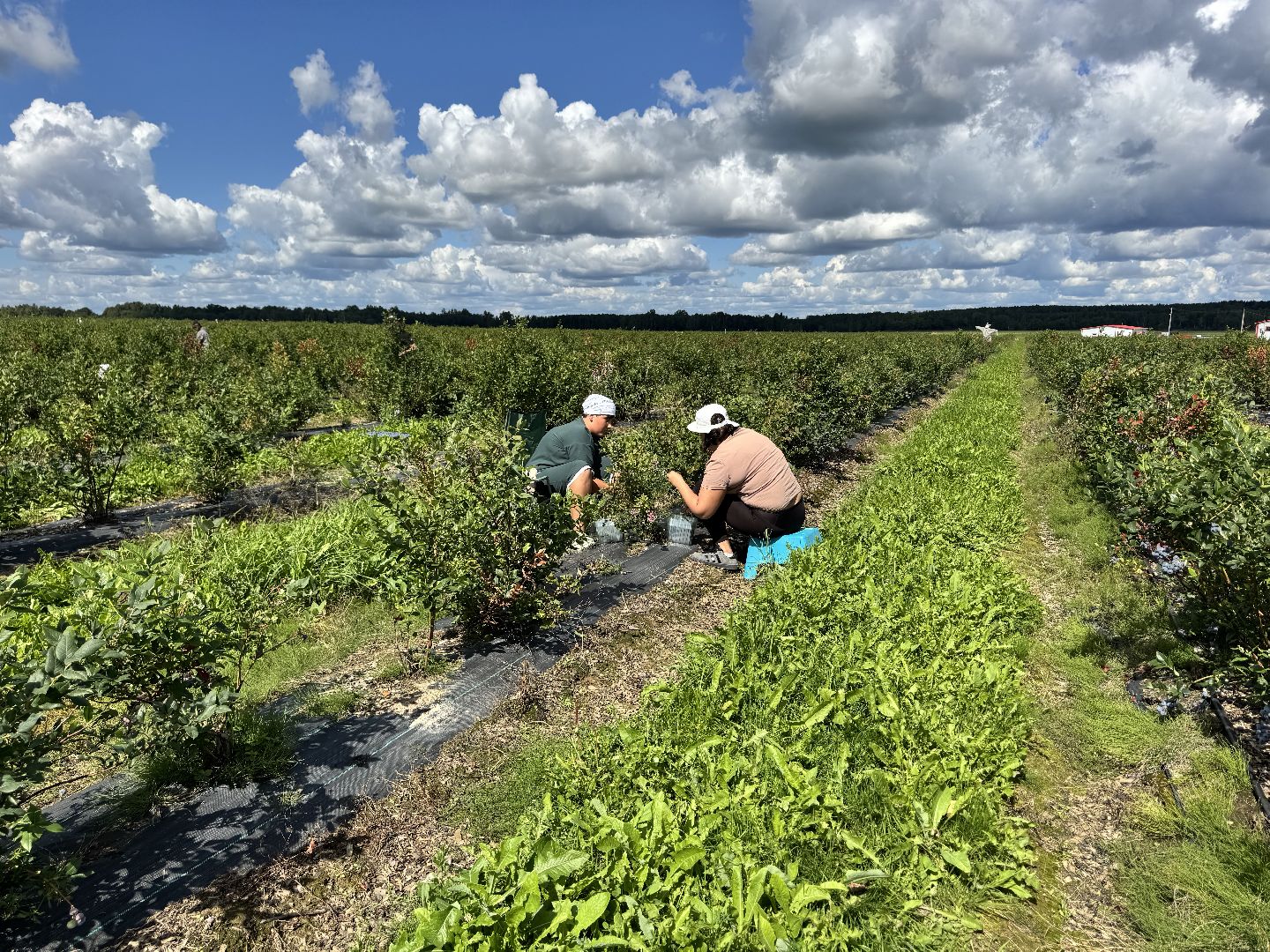 шаховская, плодопитомник, голубика, сбор урожая, сельское хозяйство,