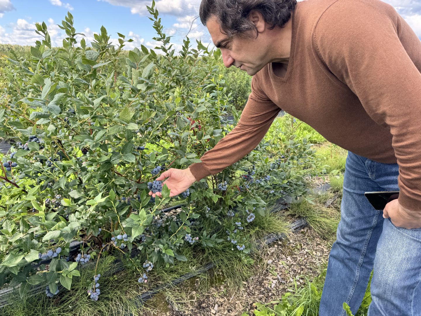 шаховская, плодопитомник, голубика, сбор урожая, сельское хозяйство,