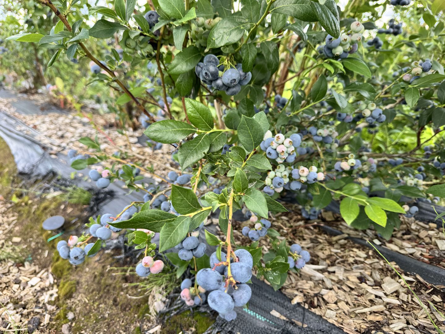 шаховская, плодопитомник, голубика, сбор урожая, сельское хозяйство,