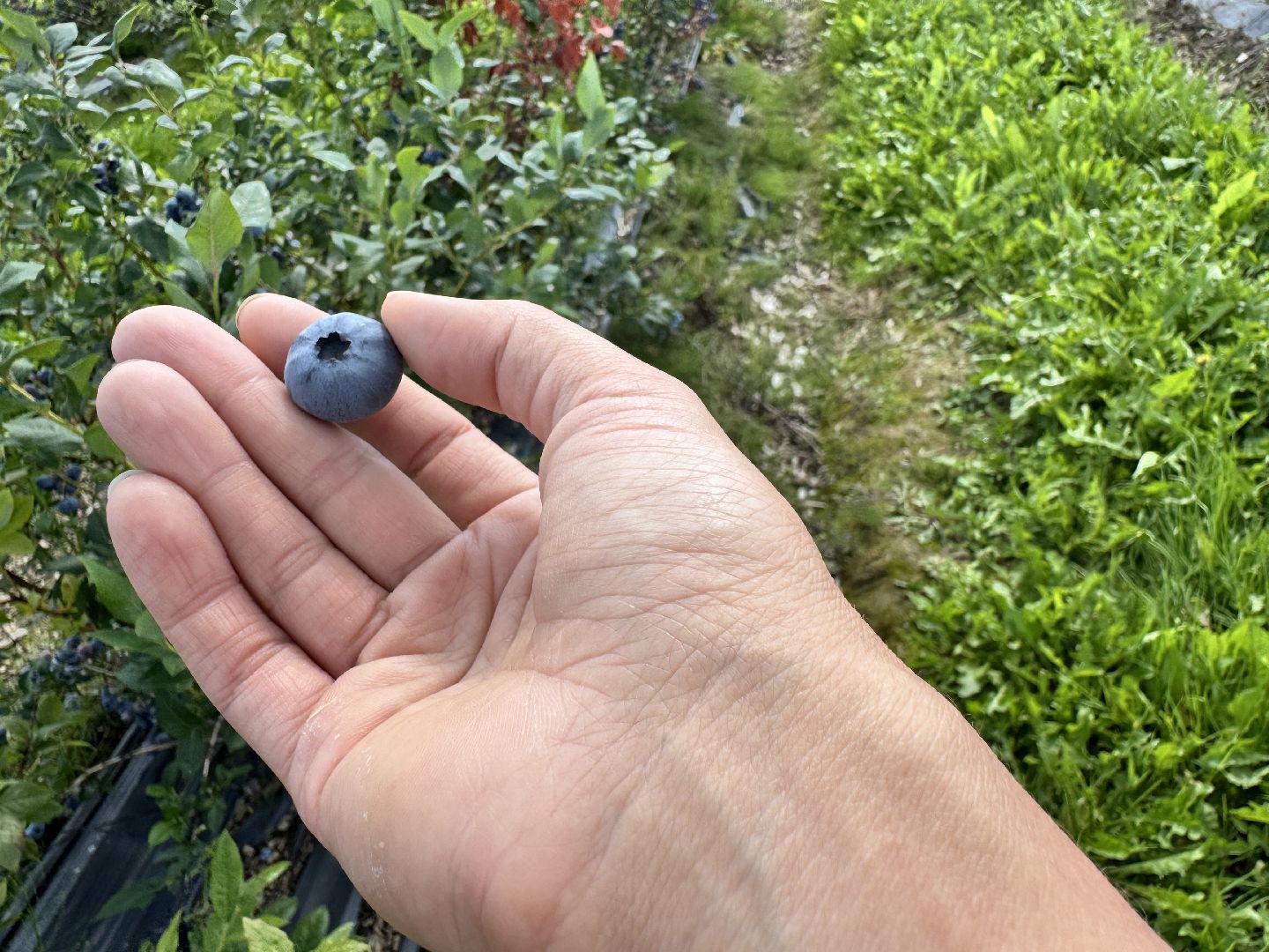 шаховская, плодопитомник, голубика, сбор урожая, сельское хозяйство,