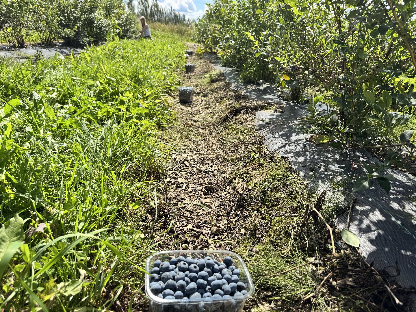 шаховская, плодопитомник, голубика, сбор урожая, сельское хозяйство,