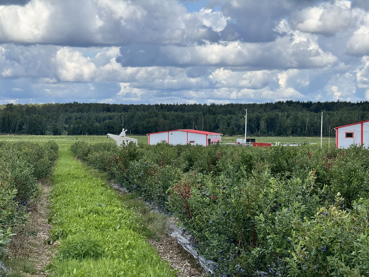 шаховская, плодопитомник, голубика, сбор урожая, сельское хозяйство,