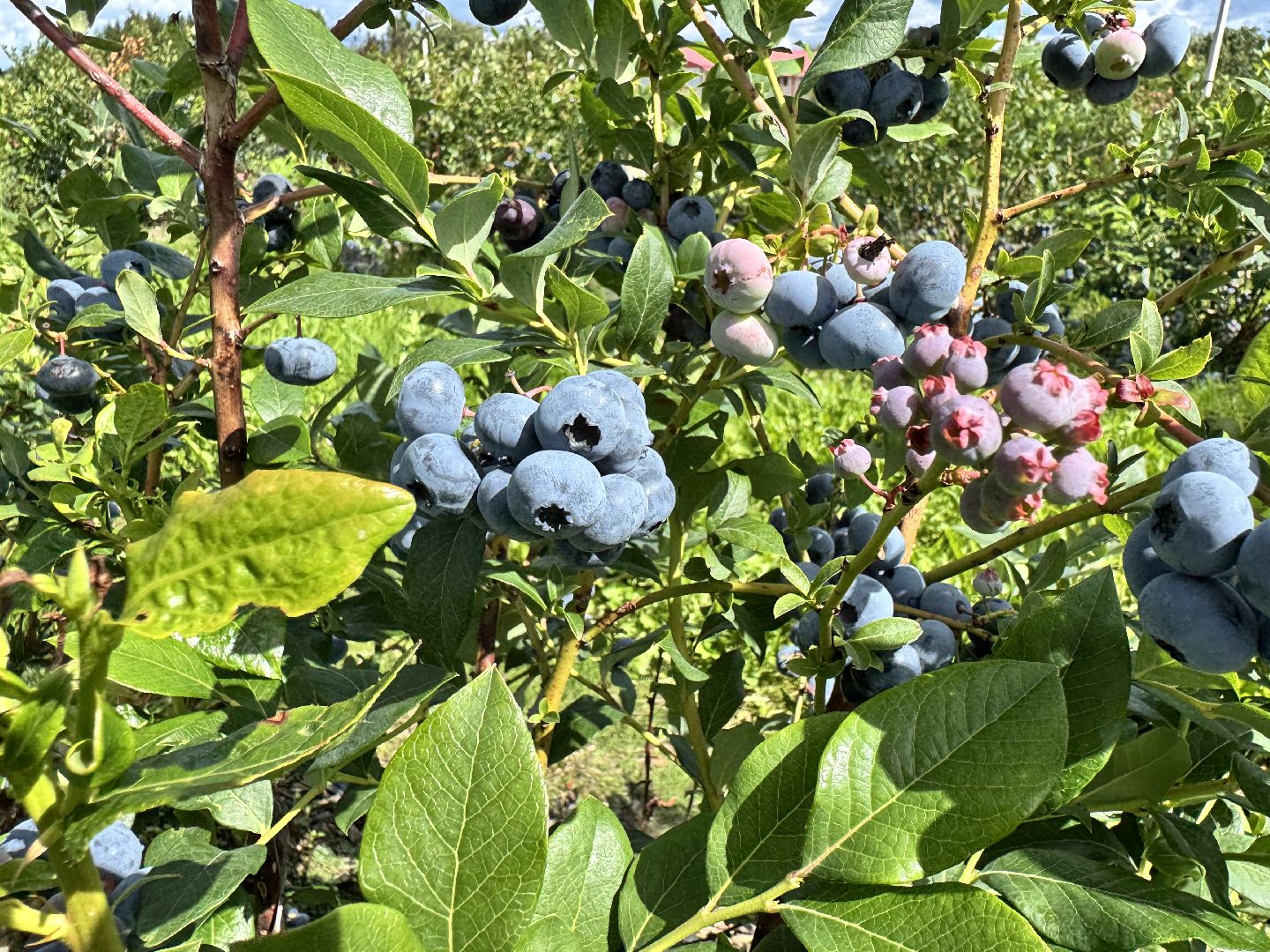 шаховская, плодопитомник, голубика, сбор урожая, сельское хозяйство,