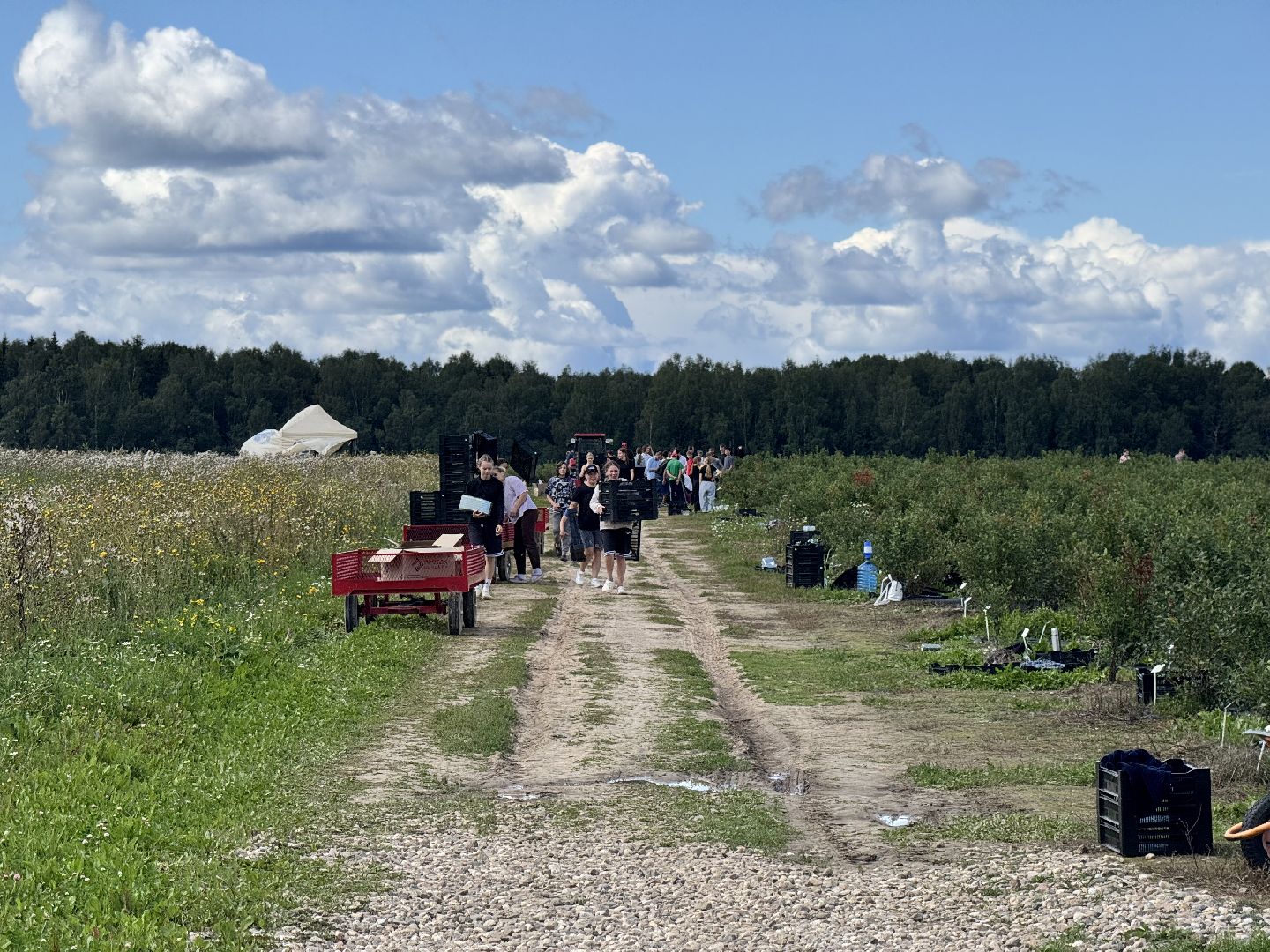 шаховская, плодопитомник, голубика, сбор урожая, сельское хозяйство,