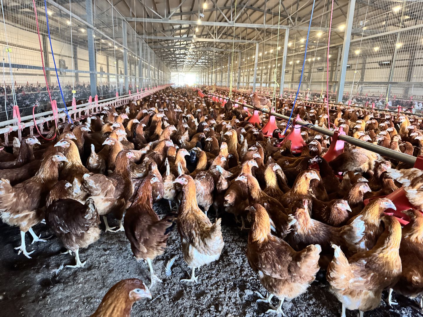 шаховская, репродуктор, птичники, куры, птицекомплекс,