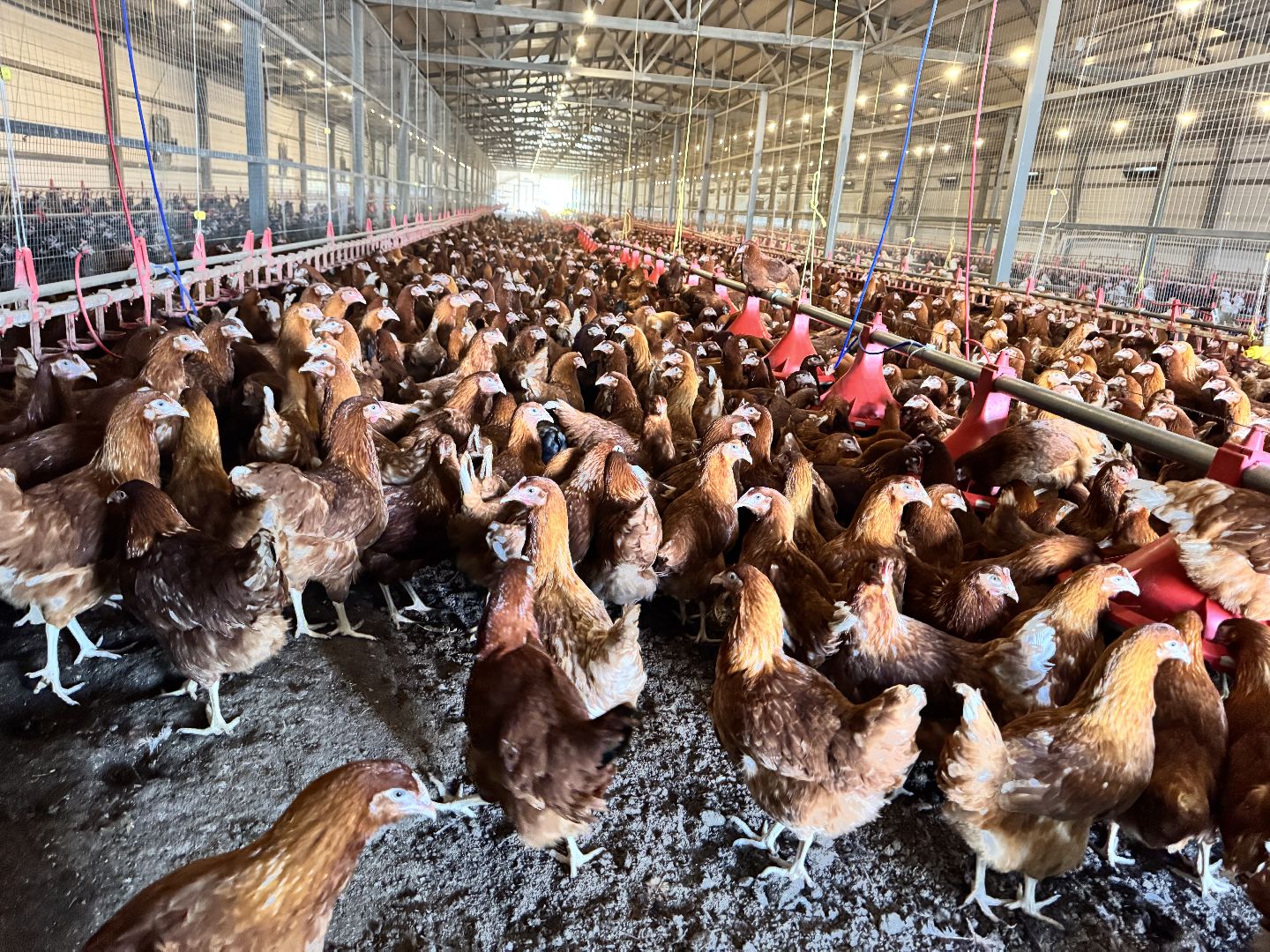 шаховская, репродуктор, птичники, куры, птицекомплекс,