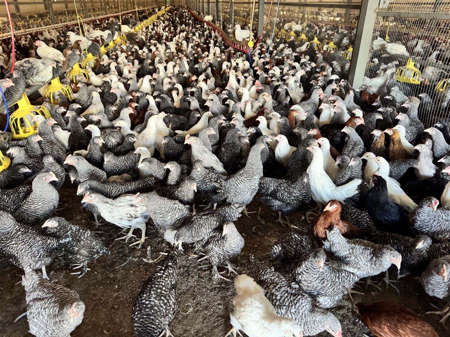 шаховская, репродуктор, птичники, куры, птицекомплекс,