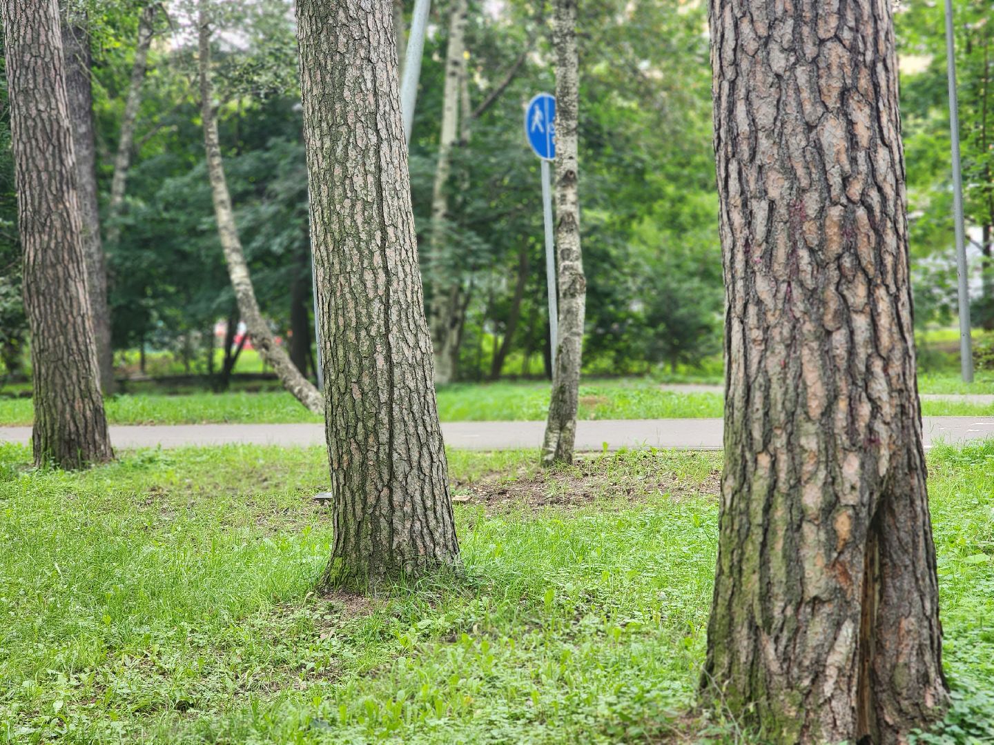 королёв, благоустройство , горзеленхозстрой,