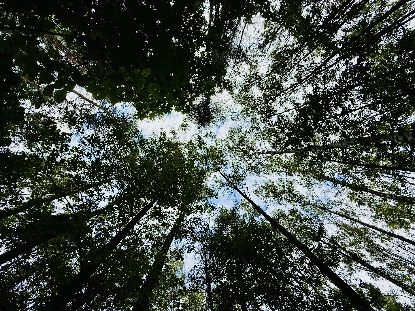 раменское, раменский парк, Усадьба Раменское, объект культурного наследия, Восьмидорожье, Зверинец,