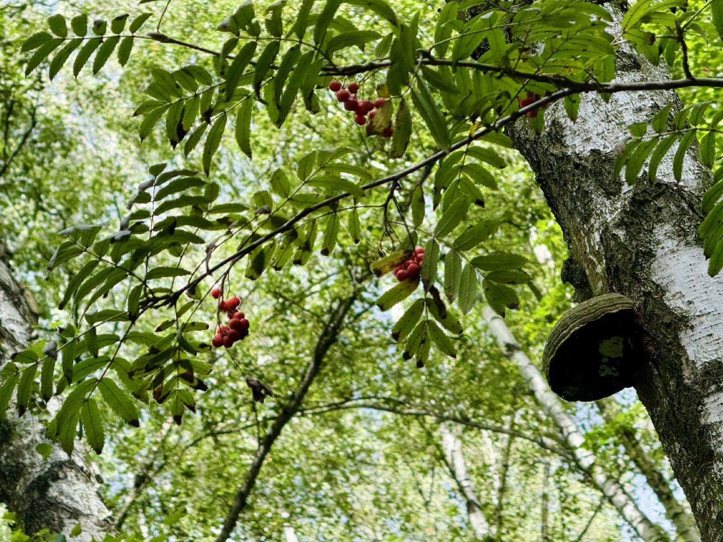 раменское, раменский парк, Усадьба Раменское, объект культурного наследия, Восьмидорожье, Зверинец,