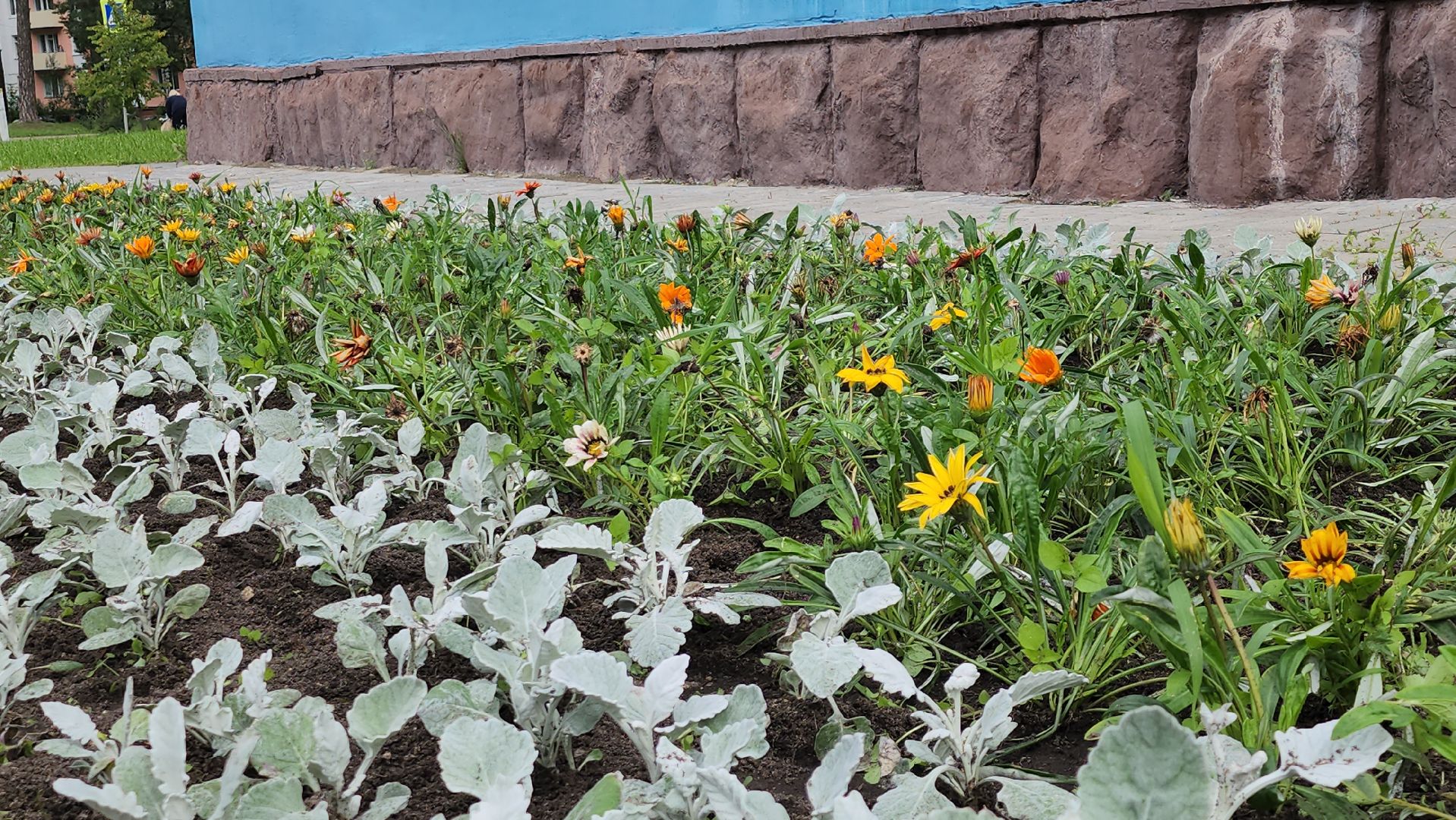 щёлково, чкаловский, Прополка клумбы, Уход за цветами,