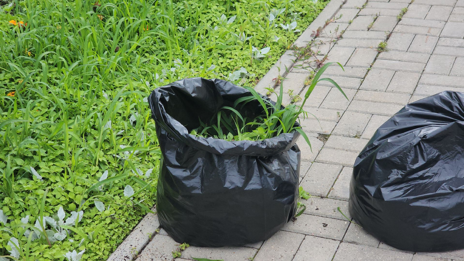 щёлково, чкаловский, Прополка клумбы, Уход за цветами,