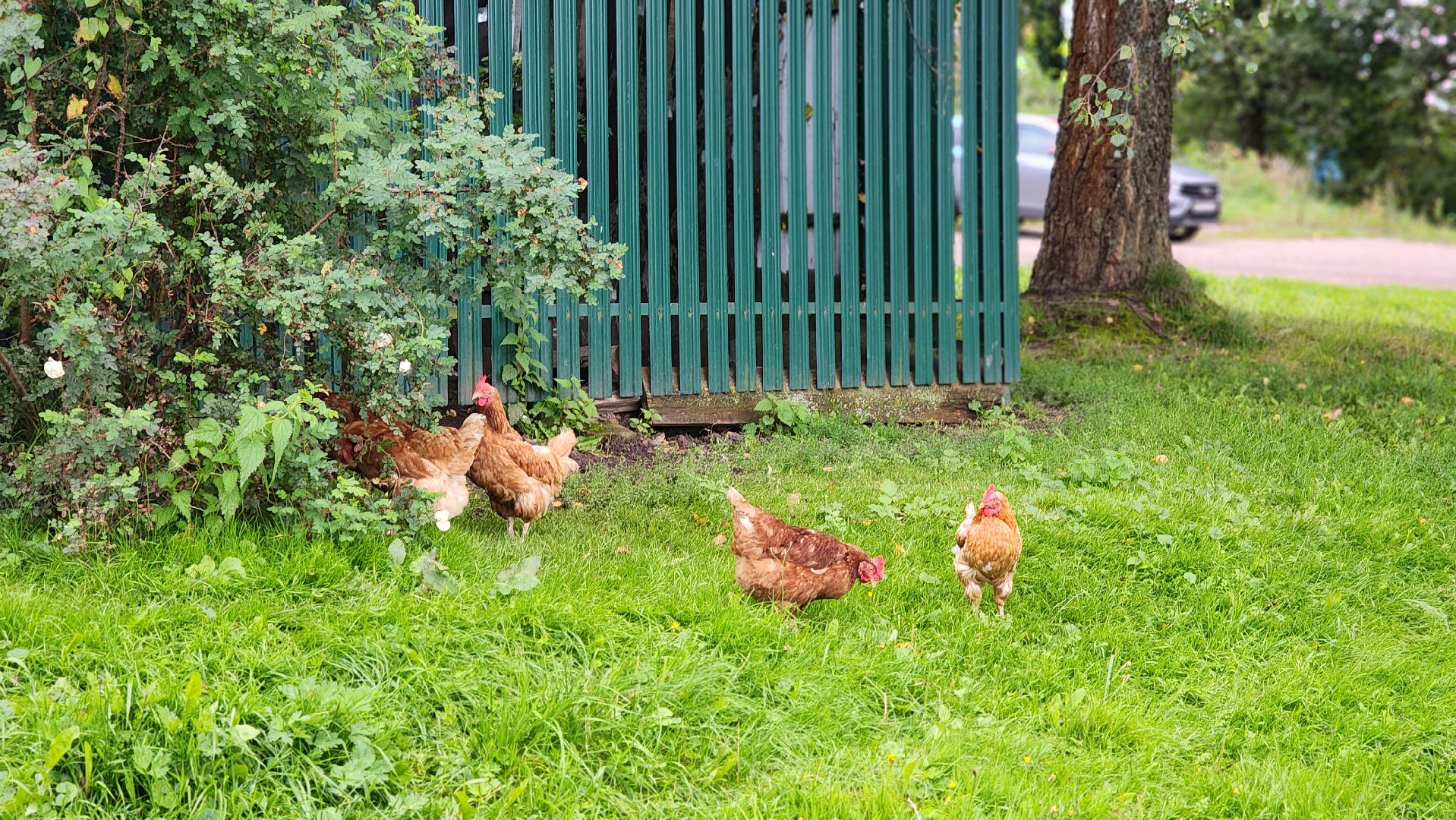 волоколамск, карачарово, борьба с борщевиком, выездная администрация,