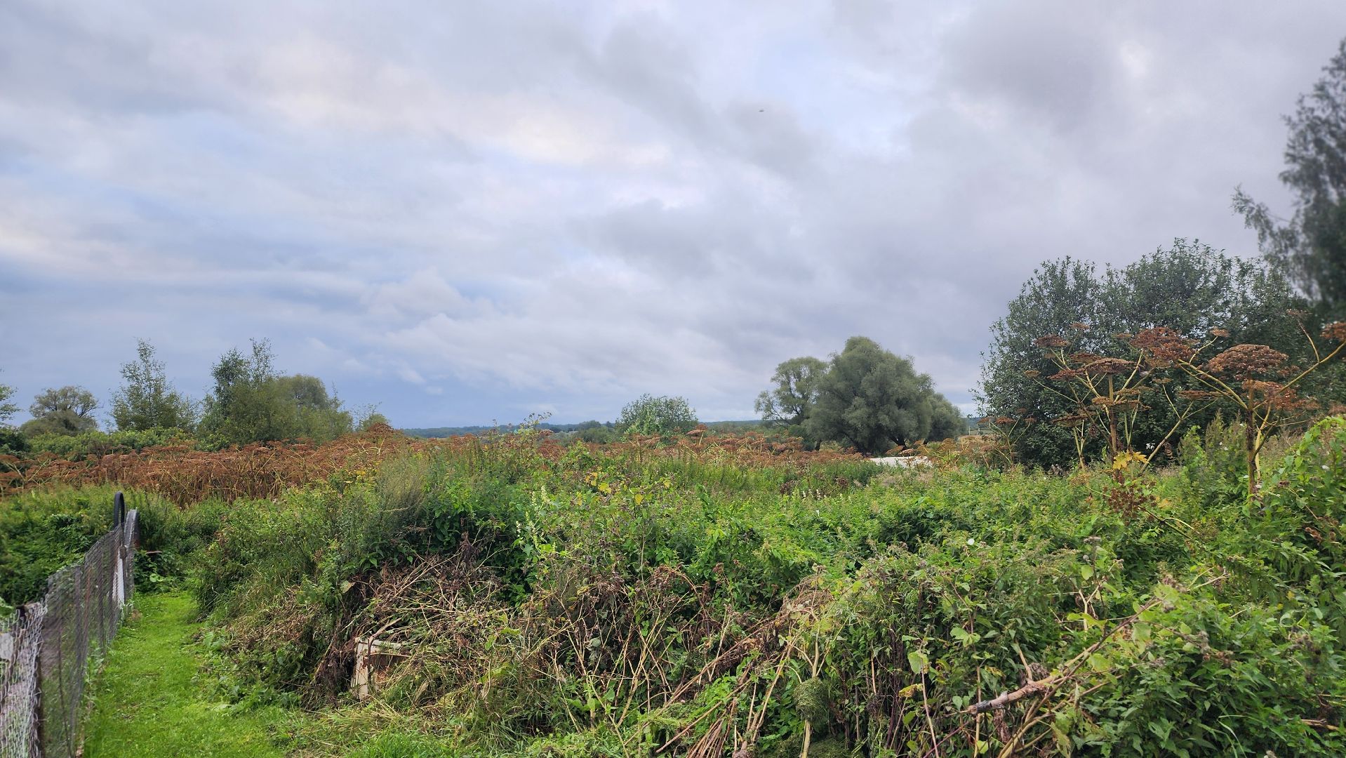 волоколамск, карачарово, борьба с борщевиком, выездная администрация,