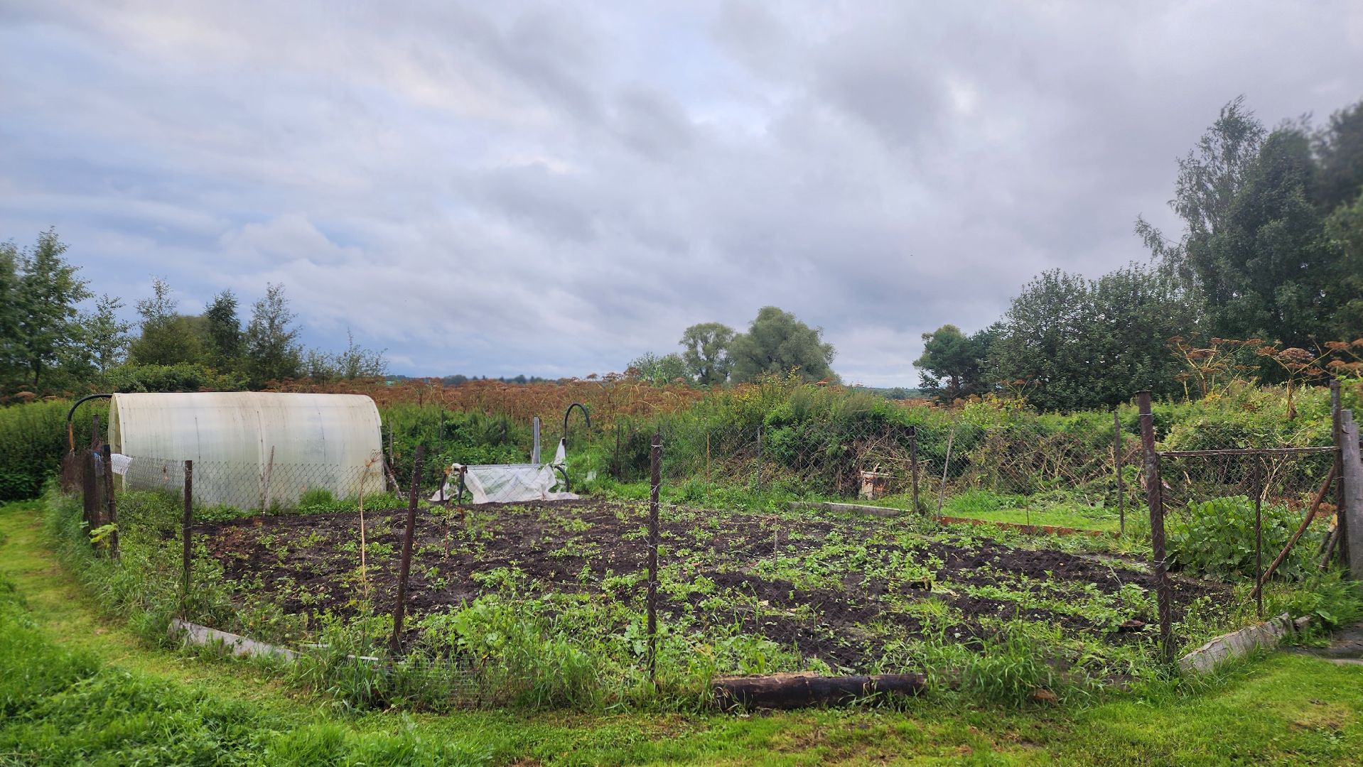 волоколамск, карачарово, борьба с борщевиком, выездная администрация,