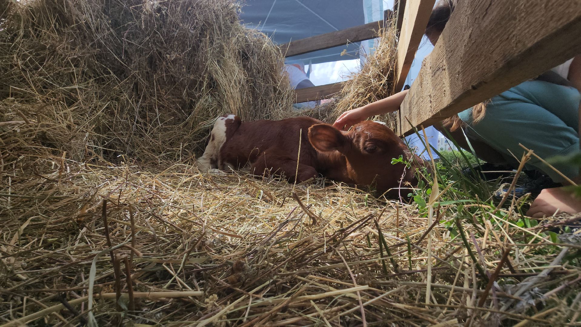 Зарайск, Сельское хозяйство, День поля в Зарайске, Праздник сельского хозяйства,