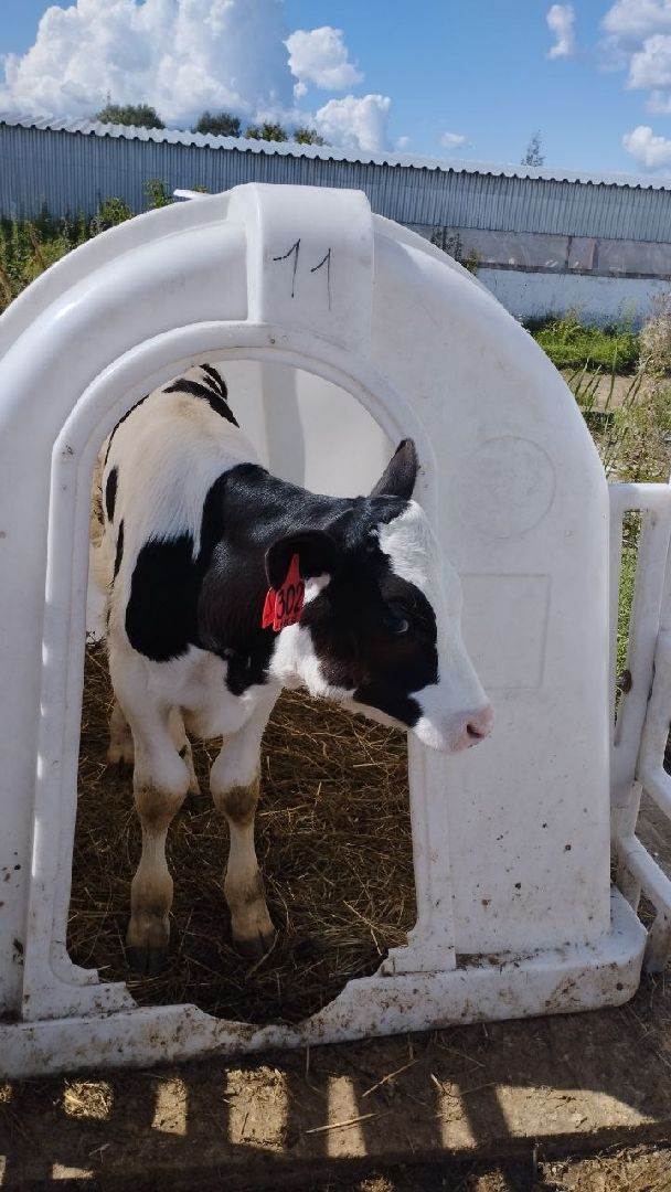 ивантеевка, ферма цветковых, экскурсия, дети с особенностями развития, центр социального обслуживания, животные на ферме,социализация детей,коровы,