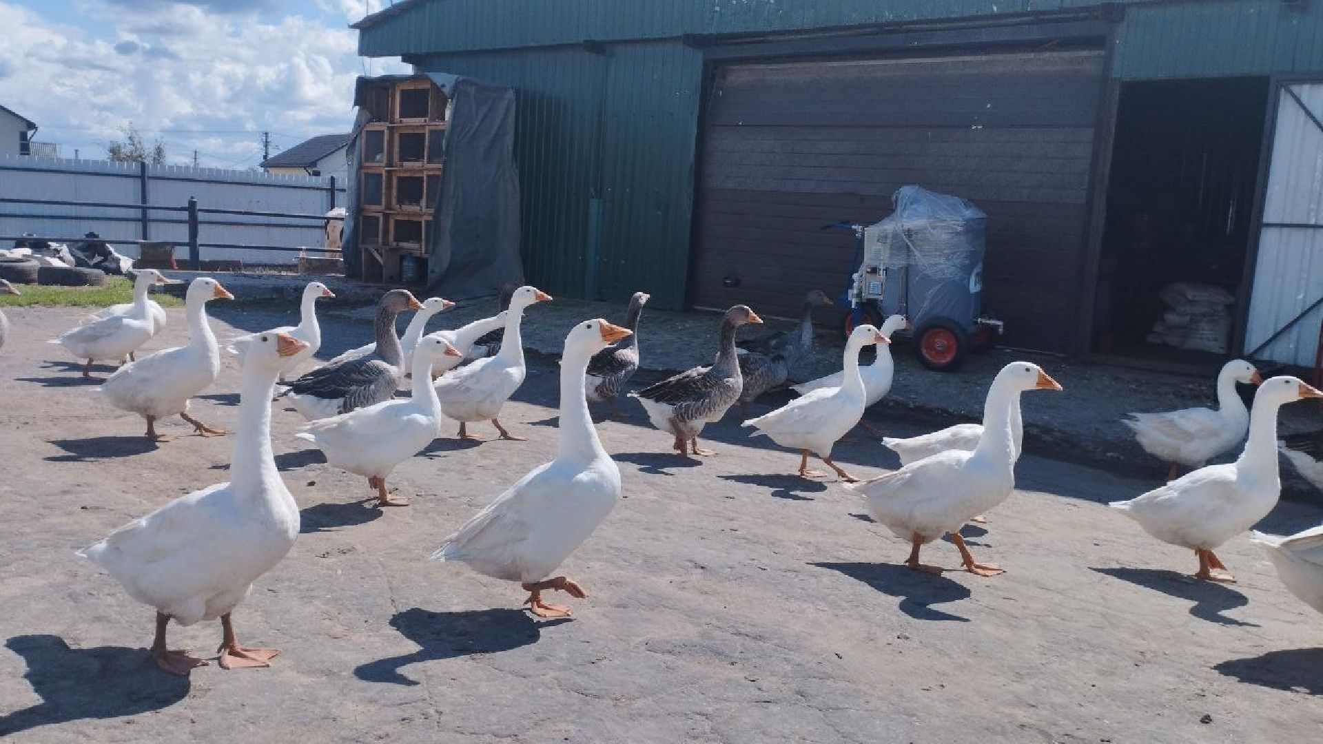 ивантеевка, ферма цветковых, экскурсия, дети с особенностями развития, центр социального обслуживания, животные на ферме,социализация детей,коровы,